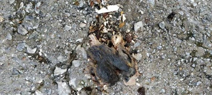 Φρίκη στη Λέσβο: Κάτοικοι καταγγέλλουν ότι συγχωριανός τρώει αδέσποτους σκύλους και γάτες (εικόνες)